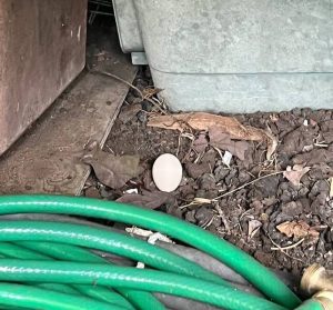 Feral chicken egg resting on rocky ground under our house between a green garden house and some storage tubs