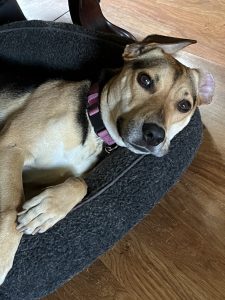 Cute Sadie lying in dog bed with floppy ears